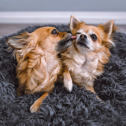 FluffyNest Comfort Hondenbed – Orthopedisch Pluche Ligkussen voor Honden