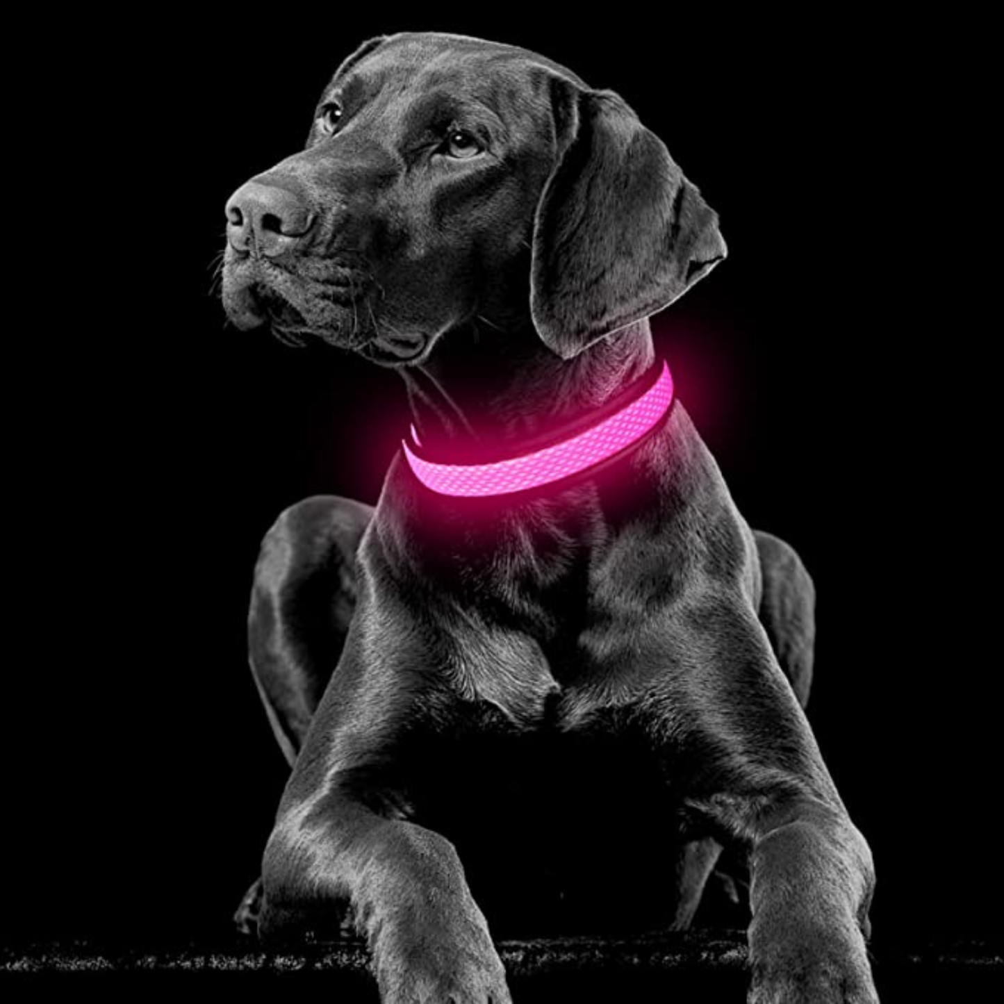 LED Hondenhalsband voor Veiligheid tijdens Avondwandelingen – Oplaadbaar en Verstelbaar