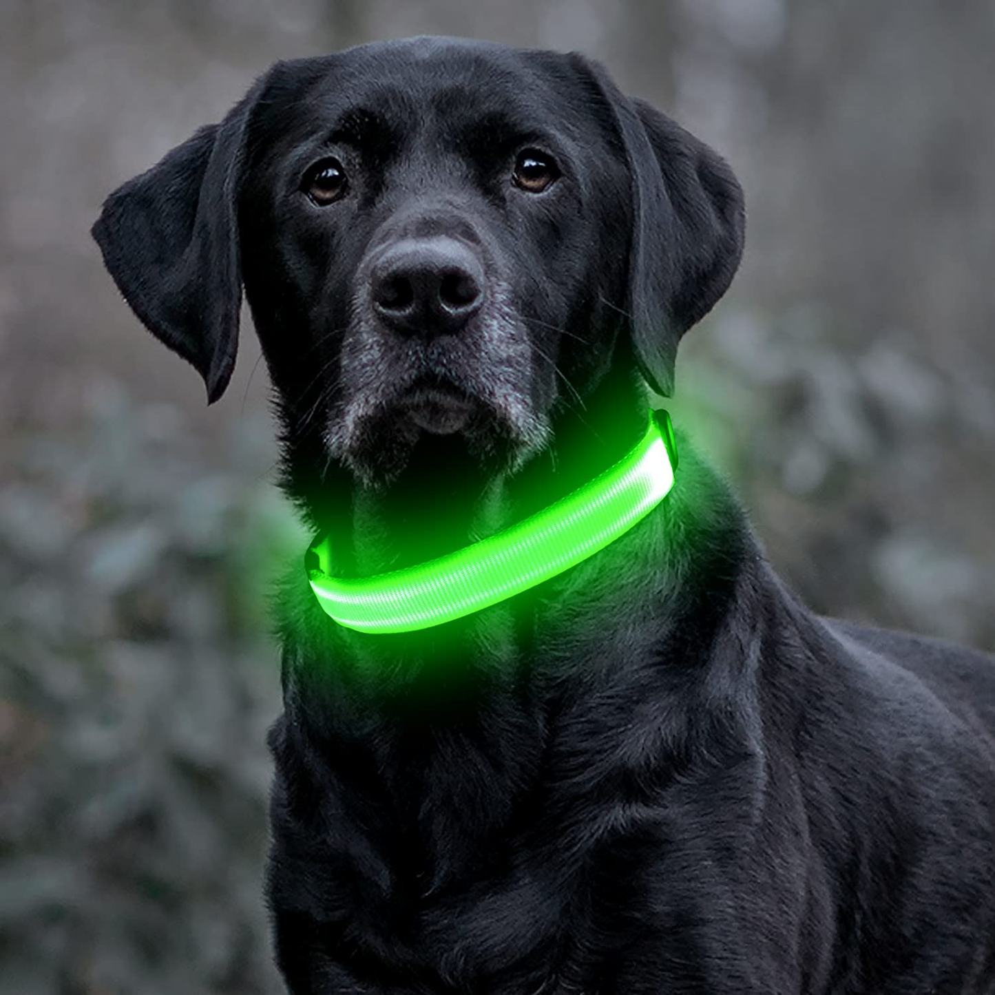 LED Hondenhalsband voor Veiligheid tijdens Avondwandelingen – Oplaadbaar en Verstelbaar