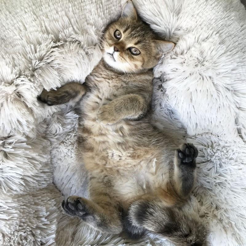 Luxe katten & hondenmand - Donut - Heerlijk zacht