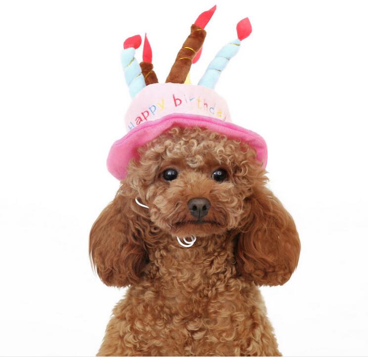 Verjaardagshoed voor je hond of kat