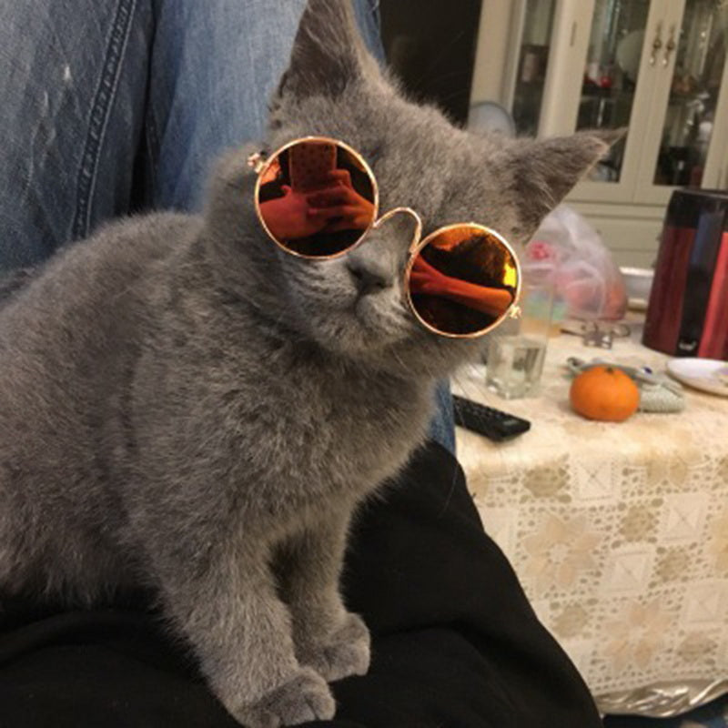 Zonnebril voor je kat | Steel samen de show!
