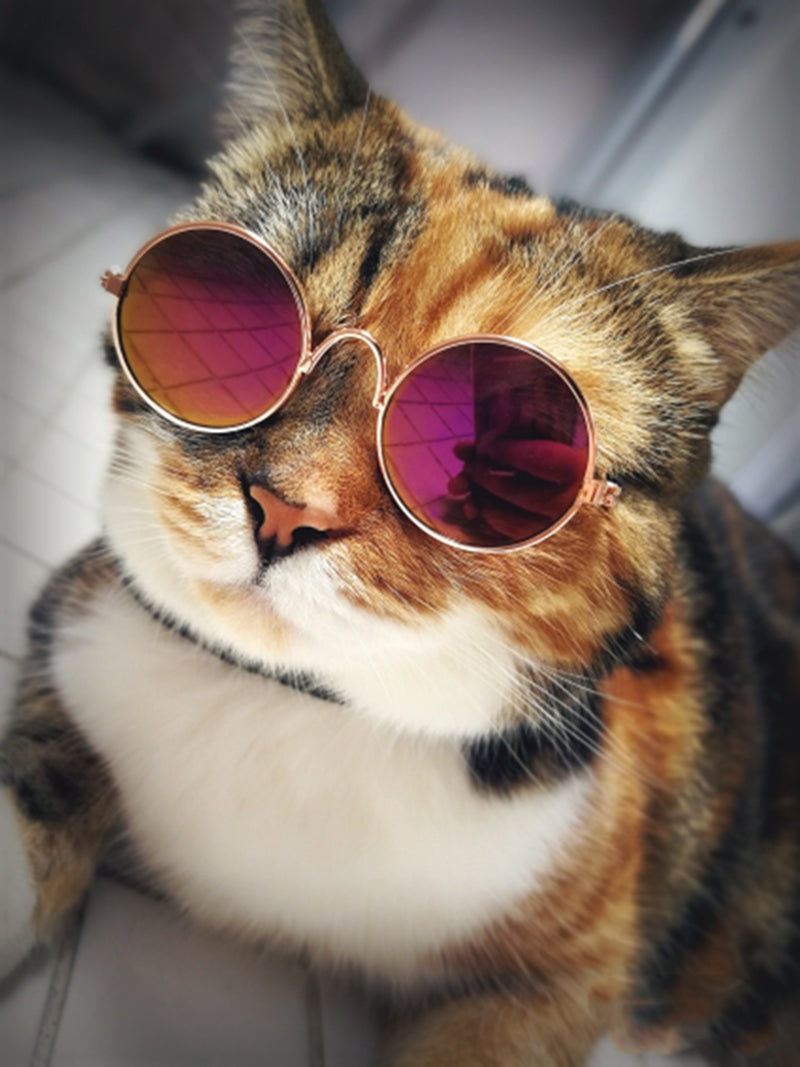 Zonnebril voor je kat | Steel samen de show!