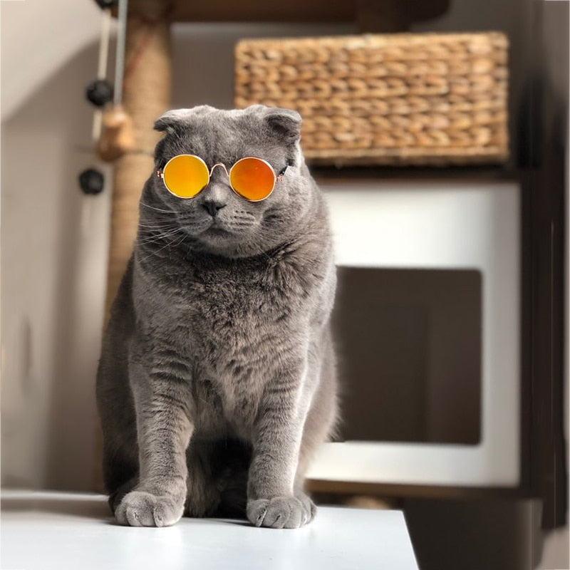 Zonnebril voor je kat | Steel samen de show!