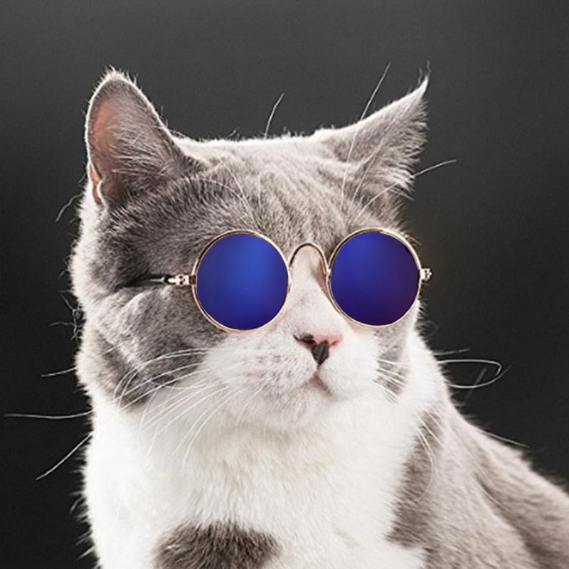 Zonnebril voor je kat | Steel samen de show!