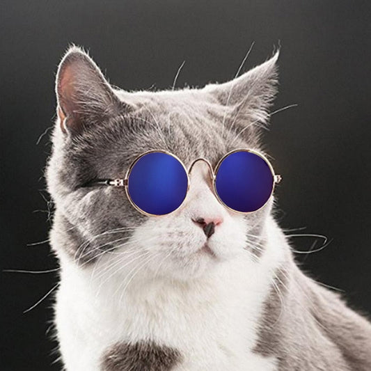 Zonnebril voor je kat | Steel samen de show!